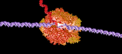 Forscher aus US Bundesstaat PhiladelphiaGelangt so Coronavirus Erbgut in unseres? RNA zu DNA   es geht wohl doch